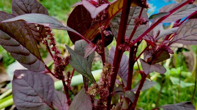 Red amaranth plant growing in a lush green garden setting purple leaves flora nature stem