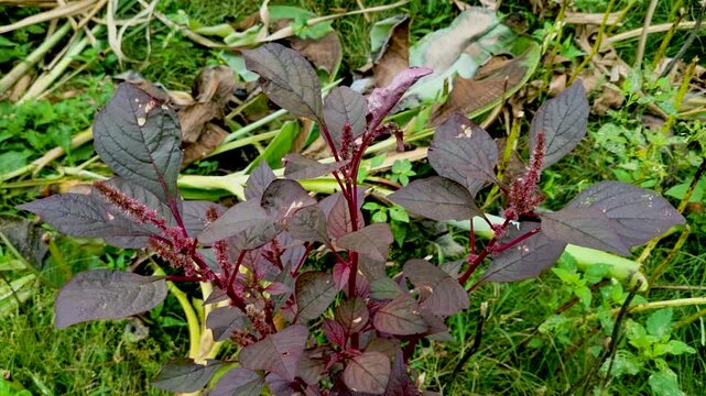 Dark red amaranth plant growing outdoors in natural soil environment leaves nature garden flora
