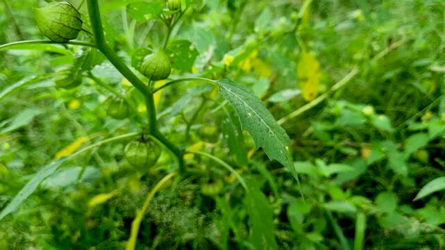 Green ground cherry plant with paper husk pods growing outdoors physalis fruit pod nature garden