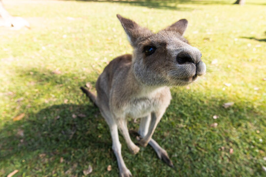 wide angle of curious kangaroo on green grass