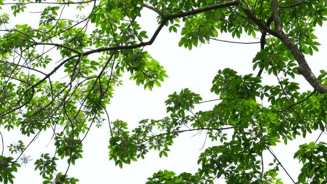 Low angle shot of rubber tree branches and leaves forming a silhouette against bright sky
