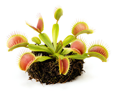 Exotic Venus flytrap carnivorous plant features green leaves with sensitive reddish red traps and thorny teeth ready to snap shut on insects 