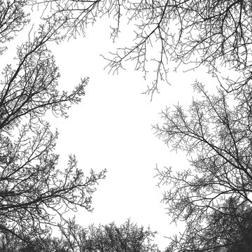 Branches reach upward towards the sky in a forest during wintertime isolated on transparent background, PNG file