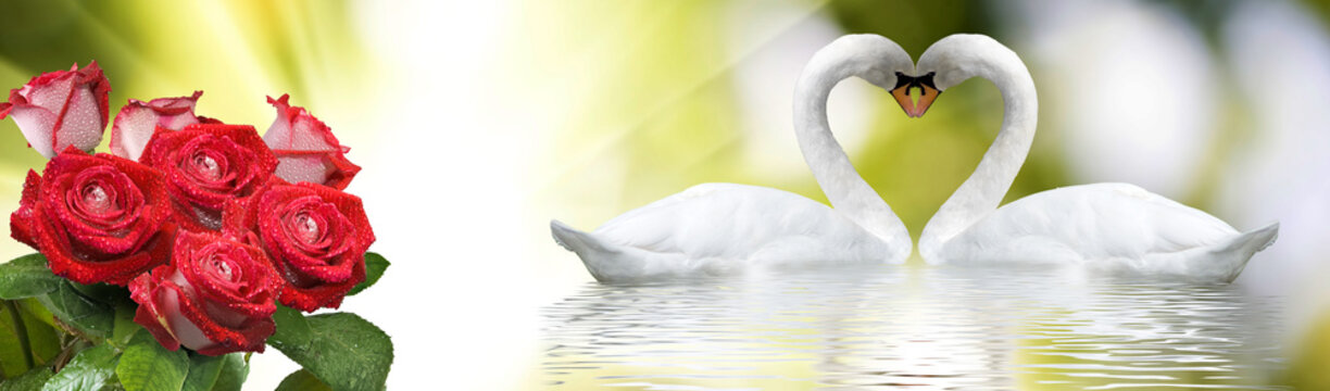 Swans form a heart shape while red roses sit nearby on a sunny day