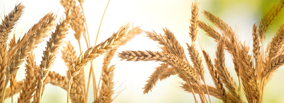 Golden wheat field during harvest season with sunlight shining on the grains in a rural area