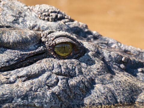Extreme close-up of crocodile eye and textured scaly skin