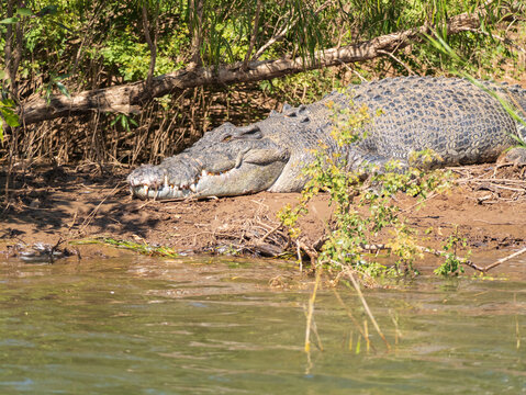 Large crocodile resting on muddy riverbank beside the water