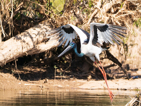Black-necked stork landing with wings spread above shallow water