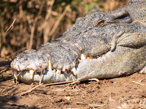 Large crocodile resting on muddy ground with teeth exposed