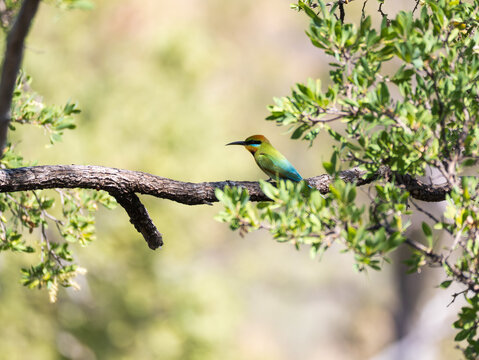 Rainbow bee-eater perched on branch among green foliage