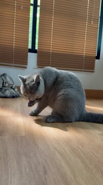 A grey British Shorthair cat is grooming itself in the living room, bathed in sunlight. Pet hygiene.