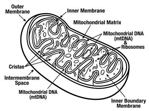 Mitochondria diagram with labeled parts and structure isolated on white background