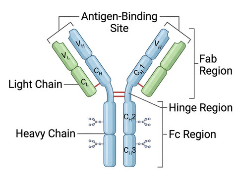 Antibody structure with labeled regions and chains diagram isolated on white background