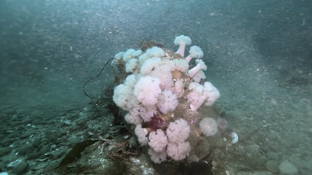 Witness pale sea anemones elegantly sway upon ancient rocks on the Barents Sea bottom. A serene glimpse into the vibrant, mysterious life thriving in the arctic depths.