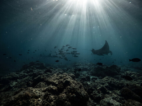 Stunning underwater view of a manta ray swimming gracefully among a school of fish with sunbeams piercing through the ocean surface