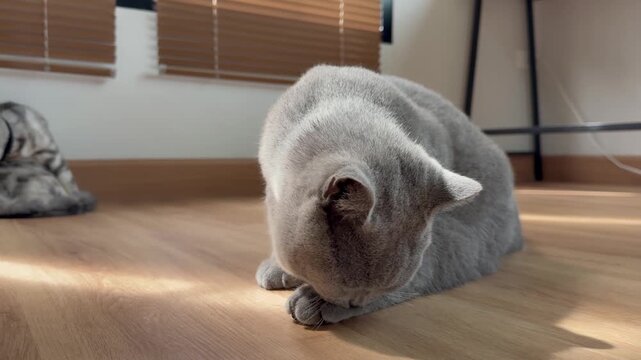 A grey British Shorthair cat is grooming itself in the living room, bathed in sunlight. Pet hygiene.