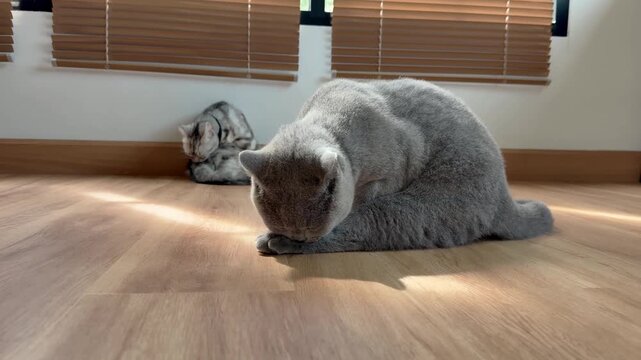 A grey British Shorthair cat is grooming itself in the living room, bathed in sunlight. Pet hygiene.