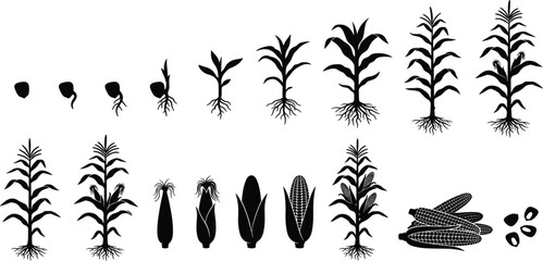 Obraz premium Vector black silhouette corn growth stage diagram showing maize plant development and cobs