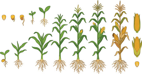 Vector corn growth stage diagram showing maize plant development from seed germination to harvest © Hossain Studio