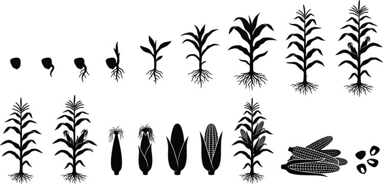 Vector black silhouette corn growth stage diagram showing maize plant development and cobs