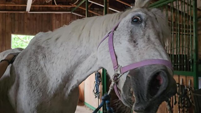 Horse receiving care in a barn while a person gently pets and talks to it