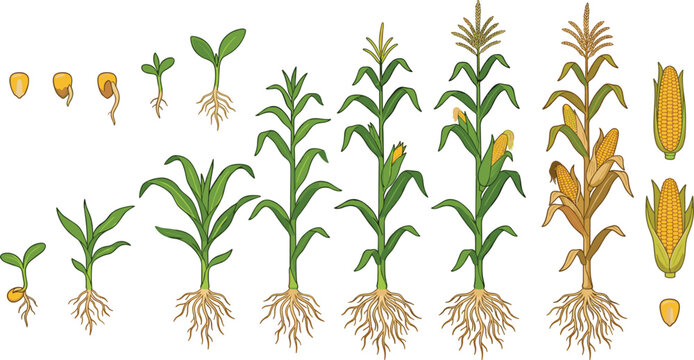 Vector corn growth stage diagram showing maize plant development from seed germination to harvest