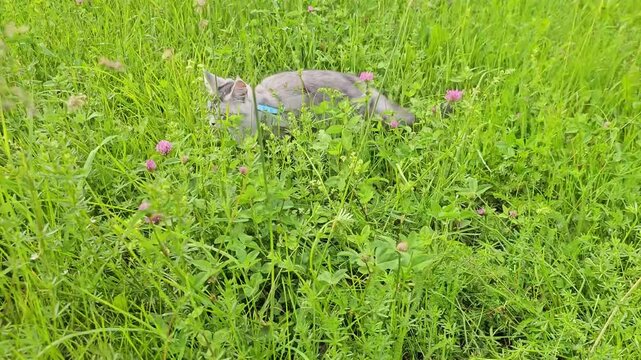 Cat exploring tall grass in a sunny field during the day