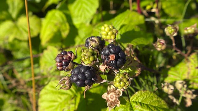 Close up of a branch with ripe and unripe wild blackberries on a bramble bush, gently swaying in the wind under bright sunlight with a lush, out of focus green background