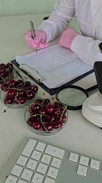 Scientist examines cherries and records data in laboratory setting during daytime