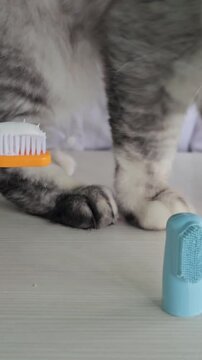 Cat interacts with toothbrush and dental tool