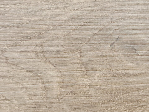 High resolution background texture of light natural oak or ash wood panel featuring organic grain curves and fine timber pores for modern interior design and architectural mockups.