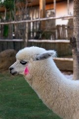 Fototapeta premium A fluffy white alpaca with a pink mark on its cheek stands in profile against a rustic wooden fence backdrop.