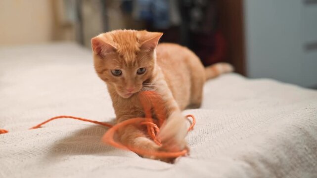 An orange cat plays with a string on a bed in a room. The cat is seen pouncing and exploring the string with curiosity and engagement