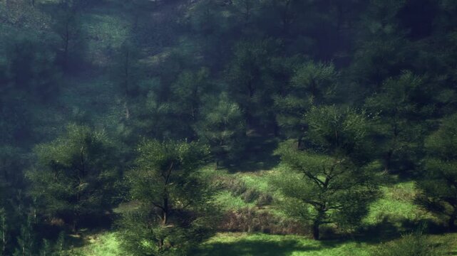 Sunlight shines through the trees in a forest area. Green grass and shrubs grow on the ground. The scene shows nature and the environment in daylight.