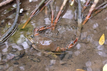 Crabs in the mangrove forest.Thailand,mangrove black crab in the mud, highlighting the role of these creatures in mangrove ecosystem dynamics, black crab,Black crab in mangrove forest waterway © Sawarin
