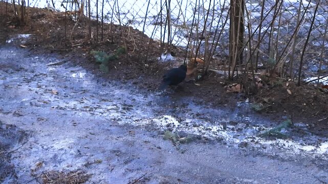 Male common blackbird with a bright yellow beak is foraging for food among melting snow and bare ground next to a wire fence, hopping and pecking at the soil during a cold spring day