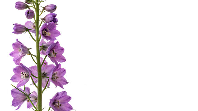 Beautiful tall purple delphinium flowers stalk branch isolated on transparent background for summer garden floristry.
