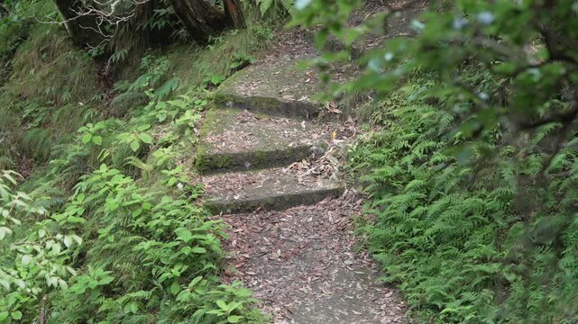 Old Stone Steps Climbing Through Fern-Covered Mountain Forest Trail