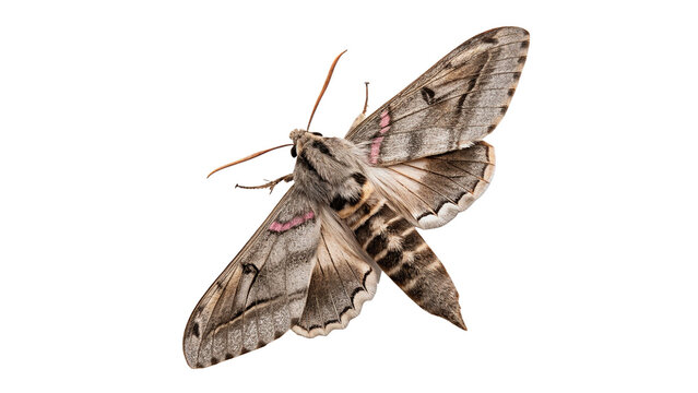 Detailed wild sphinx hawk moth insect brown pattern isolated on transparent background for nature biology education.