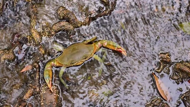 Crabs in the mangrove forest.Thailand,mangrove black crab in the mud, highlighting the role of these creatures in mangrove ecosystem dynamics, black crab,Black crab in mangrove forest waterway