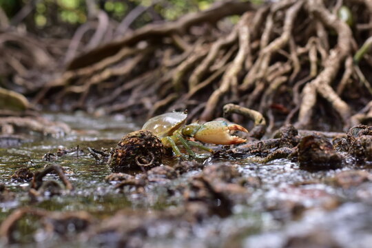 Crabs in the mangrove forest.Thailand,mangrove black crab in the mud, highlighting the role of these creatures in mangrove ecosystem dynamics, black crab,Black crab in mangrove forest waterway