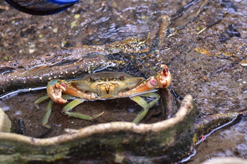 Crabs in the mangrove forest.Thailand,mangrove black crab in the mud, highlighting the role of these creatures in mangrove ecosystem dynamics, black crab,Black crab in mangrove forest waterway © Sawarin