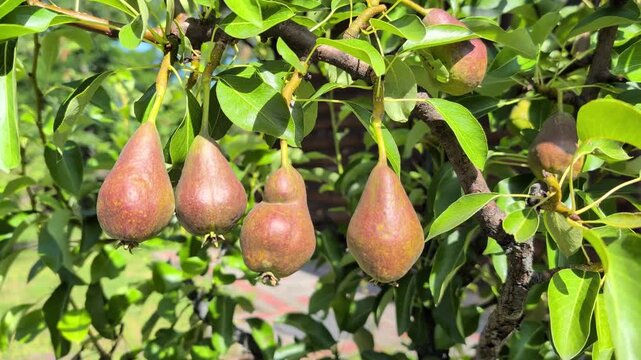 ripe red pears growing on branch of a tree
