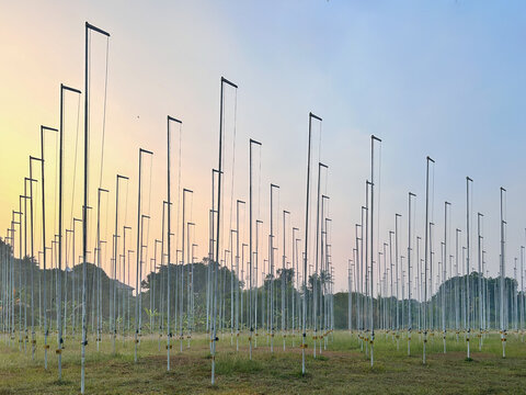 Large grid of uniform metal poles used for a singing bird competition in Indonesia, standing across an open grassy field during sunrise.