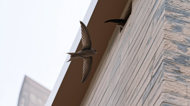 Swallow flying near building nest