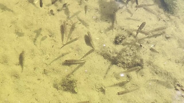 a lot of different types of fish on the shore of the lake