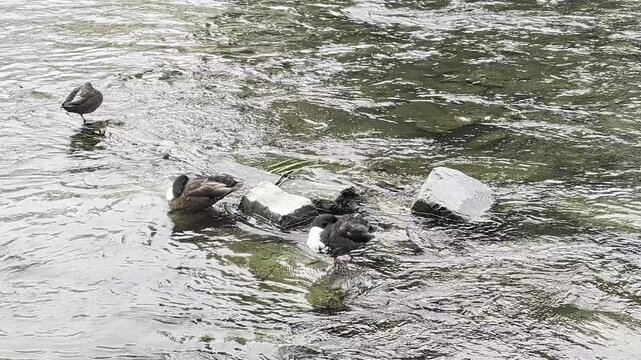 ducks swim in a river