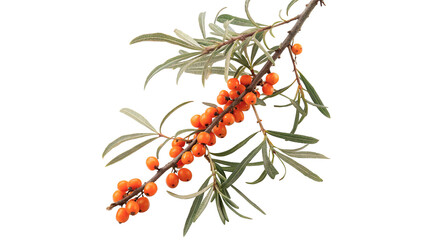 Naklejka premium Fresh orange sea buckthorn berries on branch isolated on transparent background for natural herbal medicine wellness.
