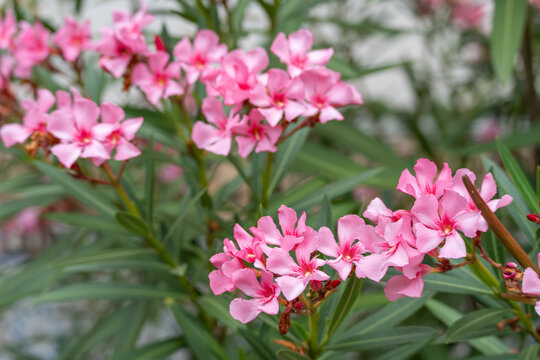 Cluster of pink oleander flowers among narrow green leaves