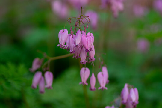Dicentra eximia fringed bleeding heart beautiful springtime flowers in bloom, ornamental pink purple flowering plants